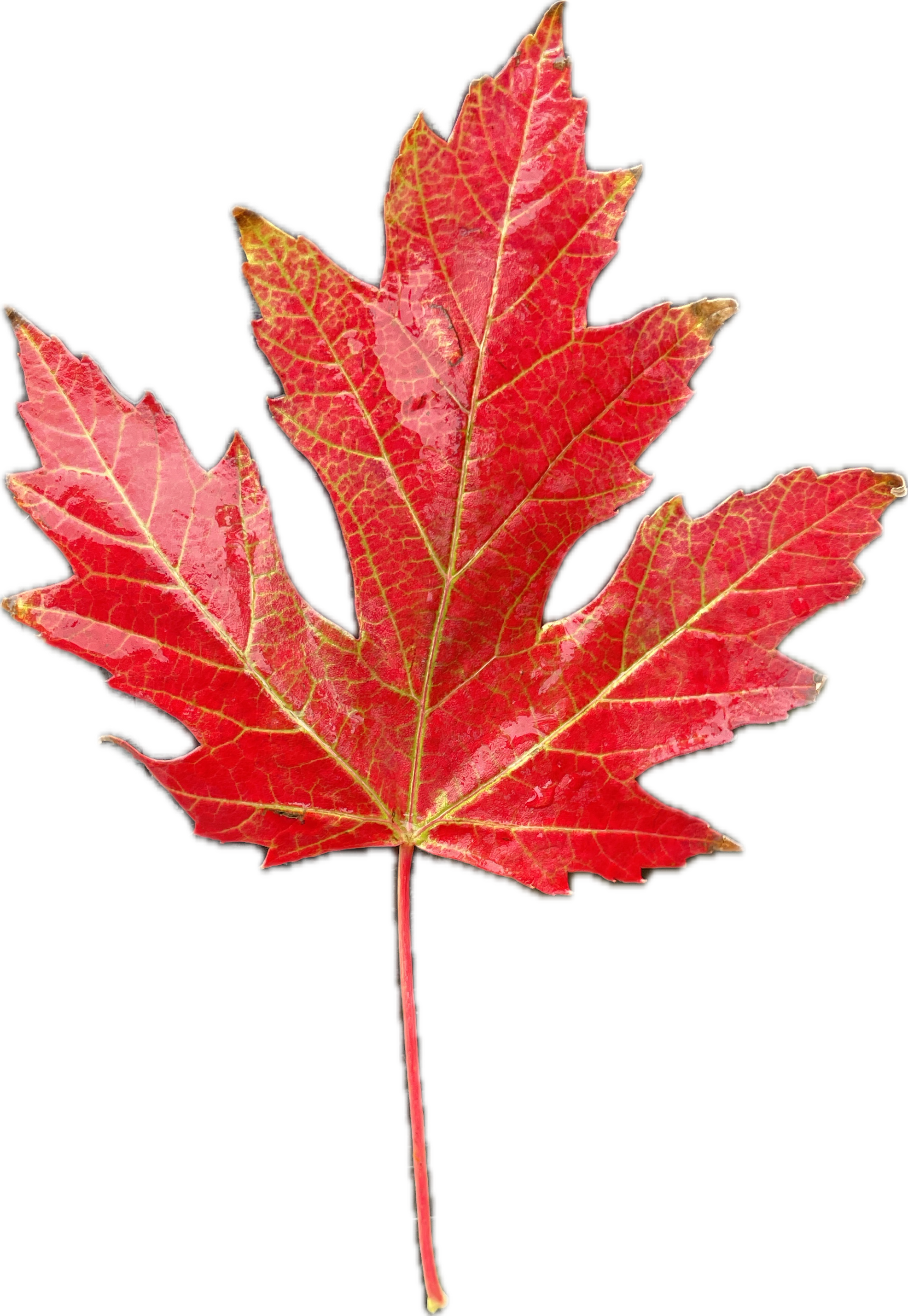 Miniatura 3 do modelo 3D Fall Maple Leaves - HueForge