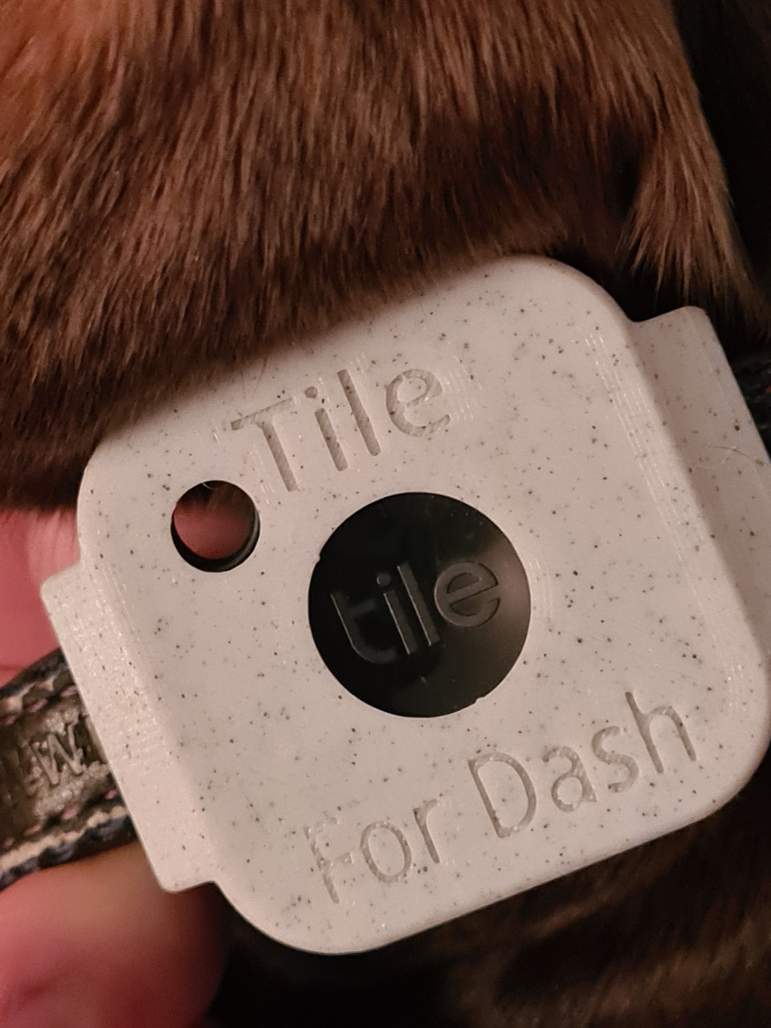 Tile Mate (2022) Dog Collar by NEnder_3 Download free STL model