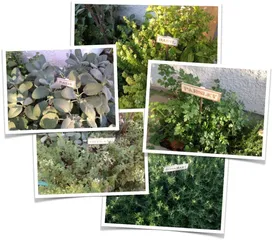 Herb Signs