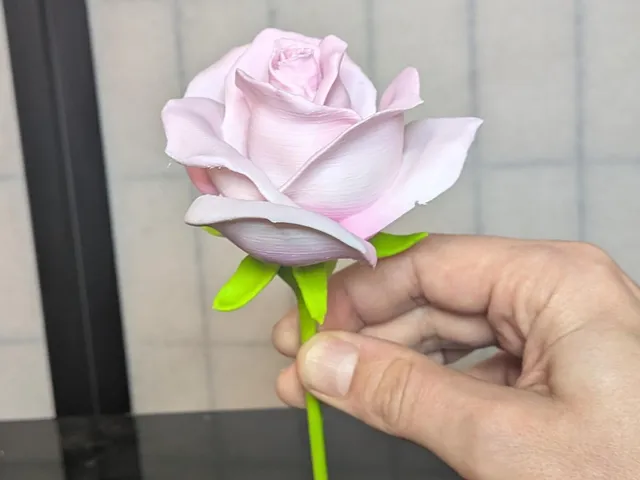 Rosa, sp (Domesticated Rose, short stem)