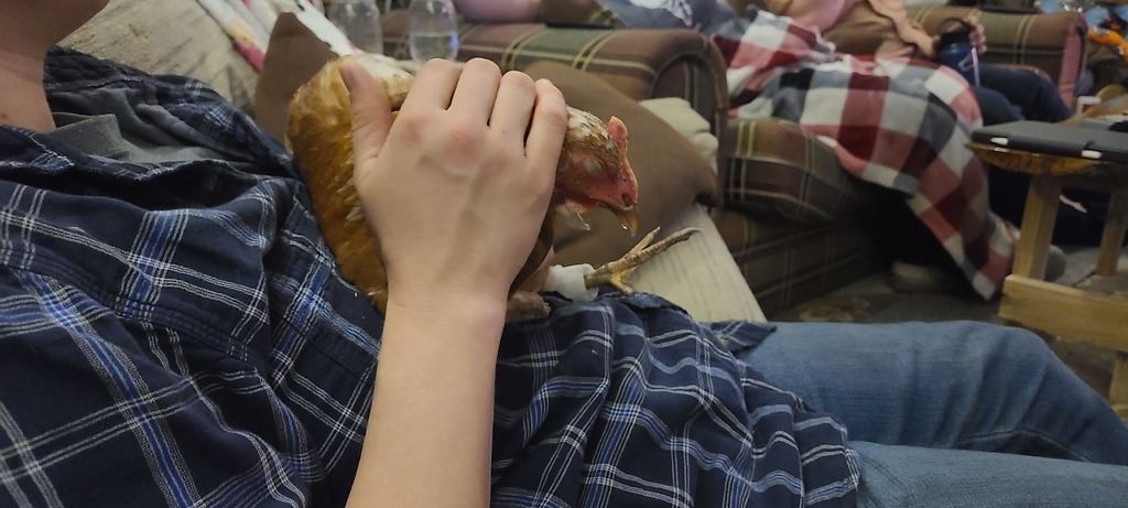 Chicken Prosthetic Connecting to Metatarsus v5
