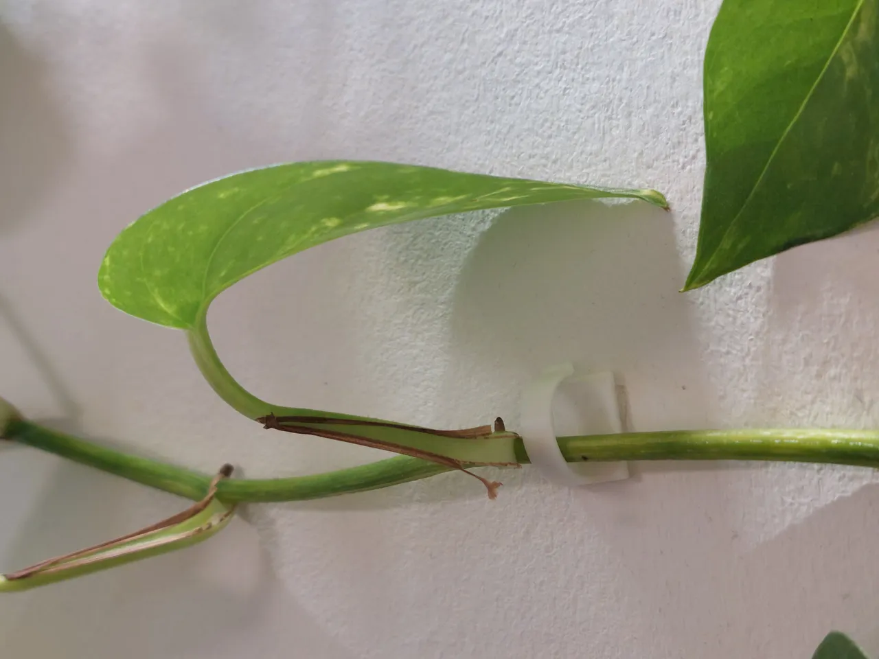 Plant Branch Holder by Michael EP | Download free STL model | Printables.com