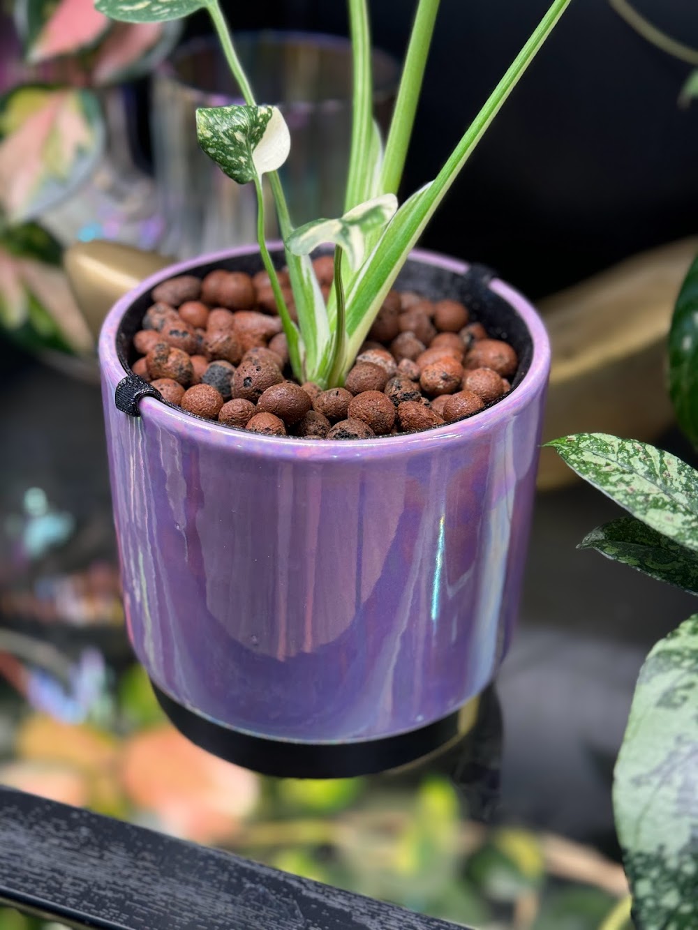 Trayliners Size 3 Large 1/2 Gastronorm Tray Liner Only £21.80