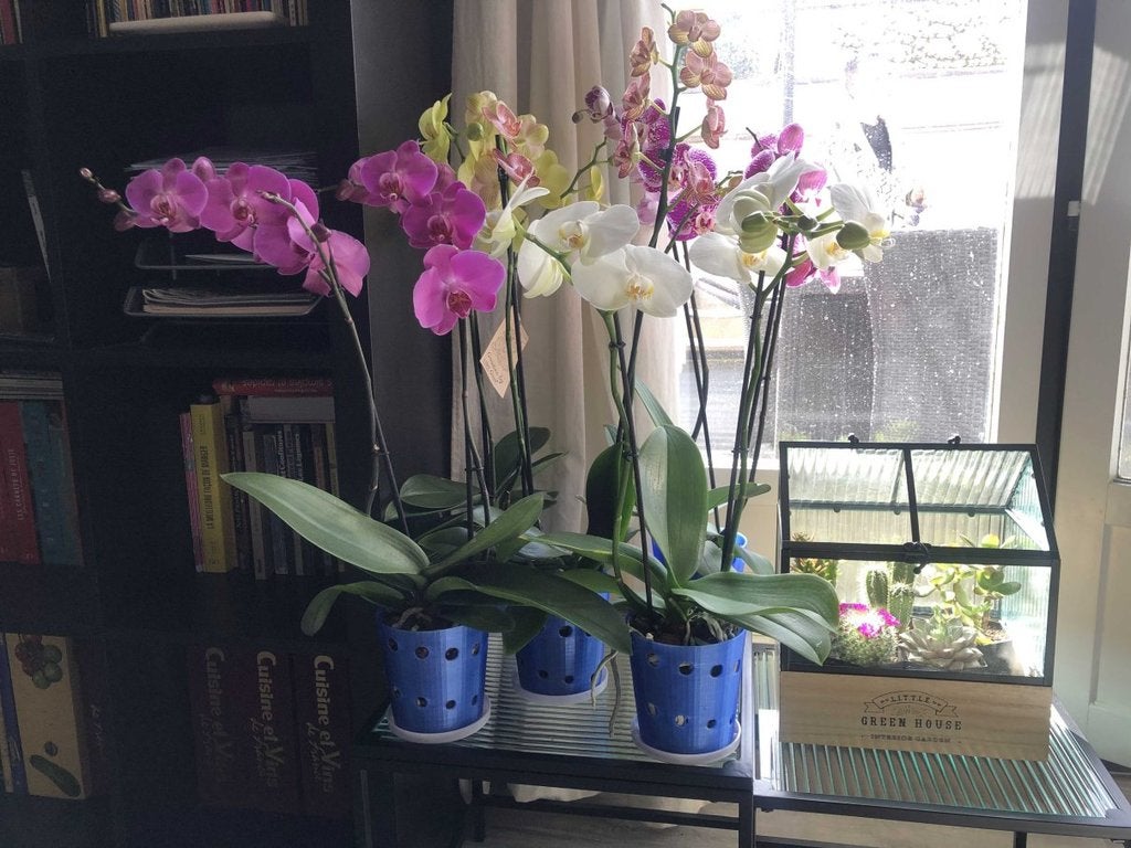 Miniatura 3 do modelo 3D Orchid Pot