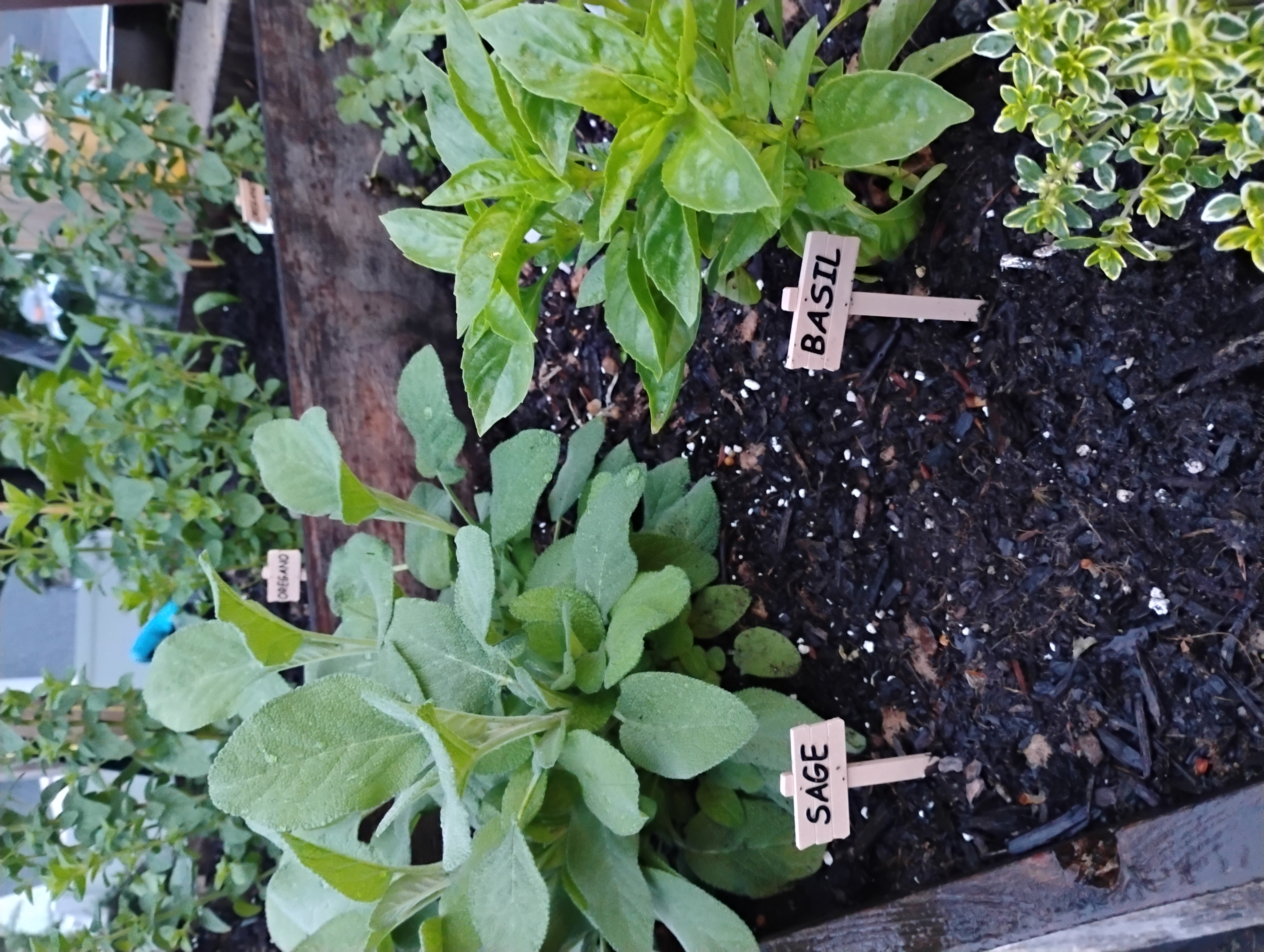 PLANT TAGS