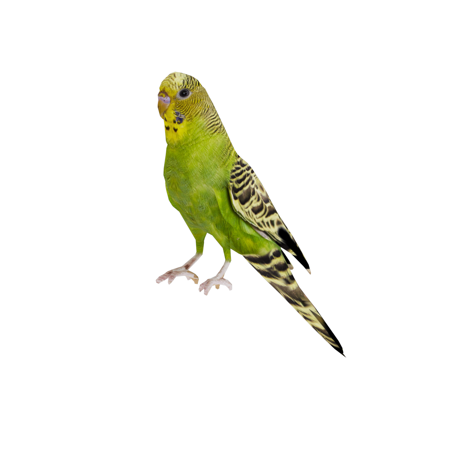 Miniatura 2 do modelo 3D Parakeet