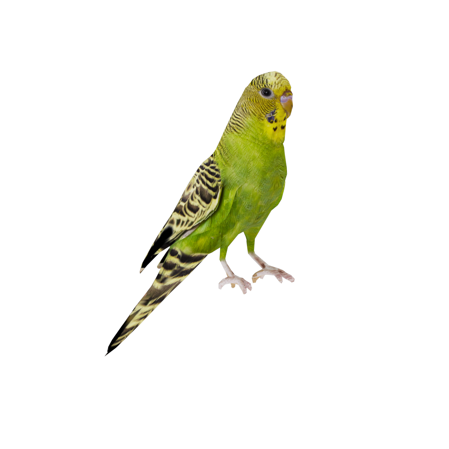 Miniatura 9 do modelo 3D Parakeet