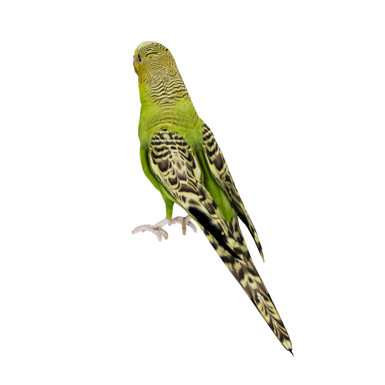 Miniatura 12 do modelo 3D Parakeet