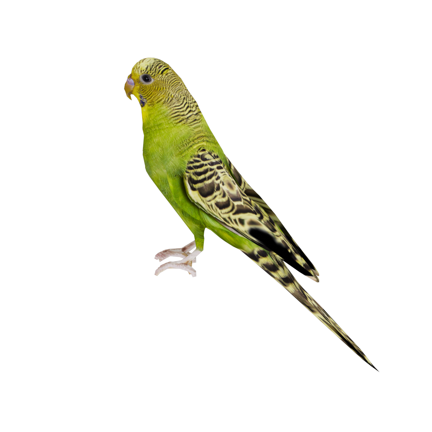 Miniatura 11 do modelo 3D Parakeet