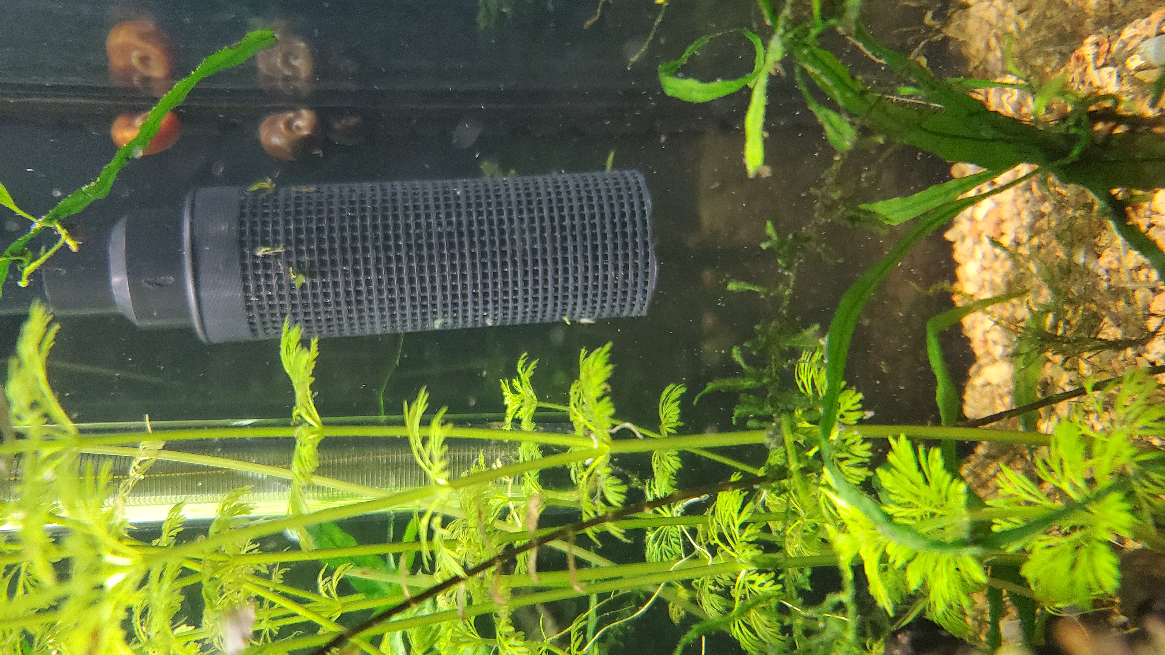 Double height Fluval 307/407 Canister Filter Shrimp and Fry Inlet Guard Strainer