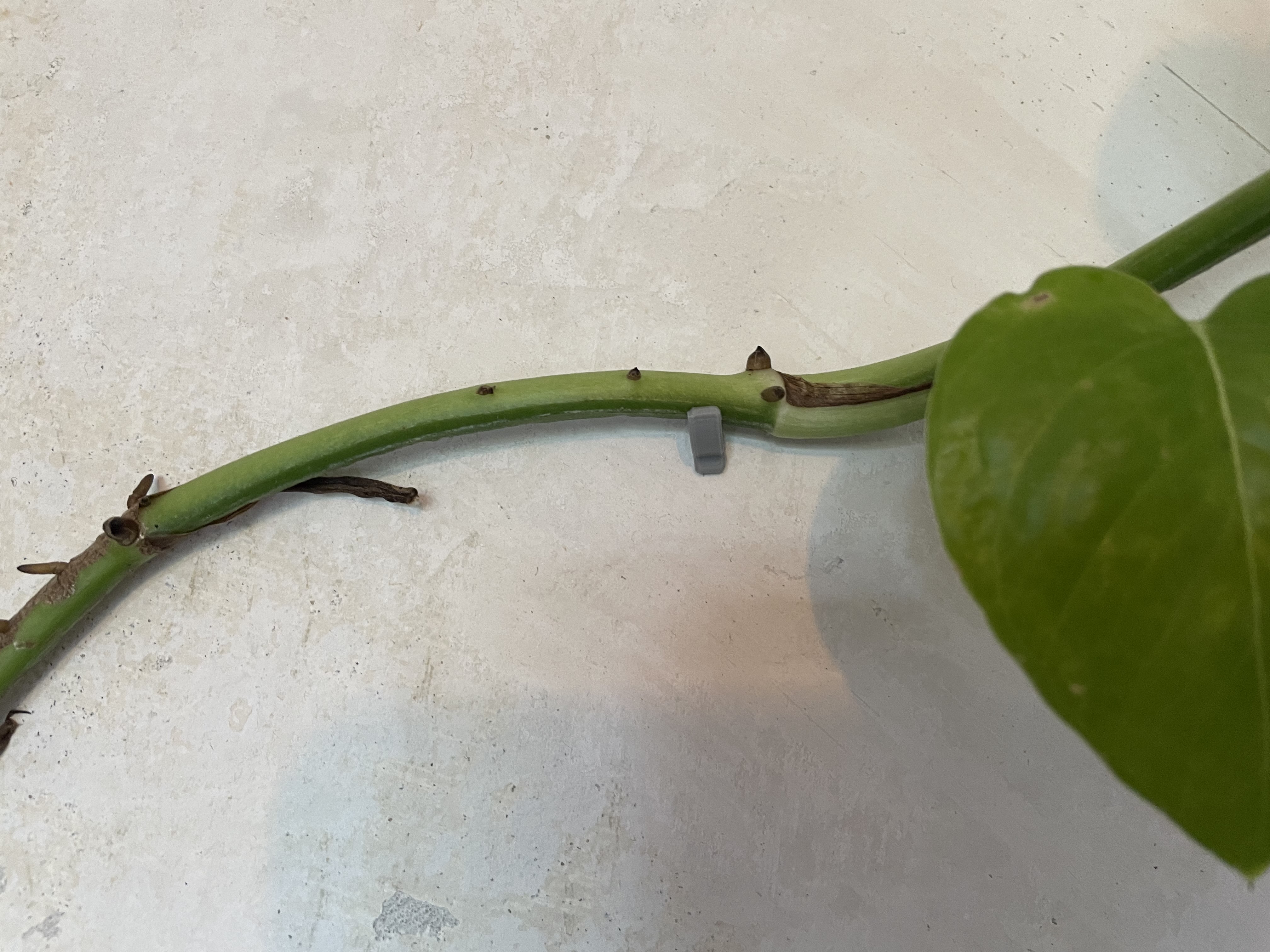 Hanging plant small wall clips / mounts