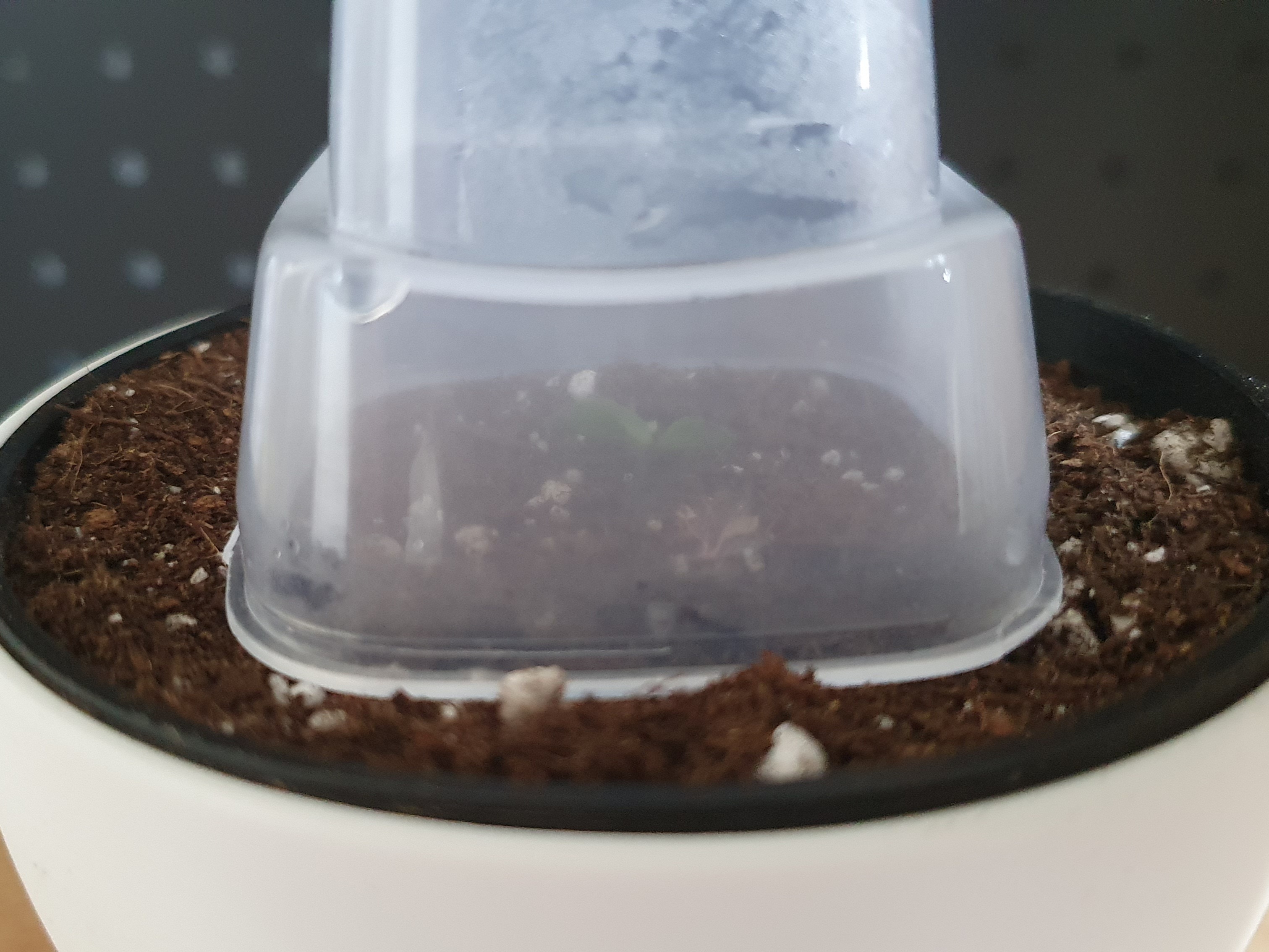 Hydroponic, Self-Watering, Seeds starter, Robert Planters by Estudio  Aditivo, Download free STL model
