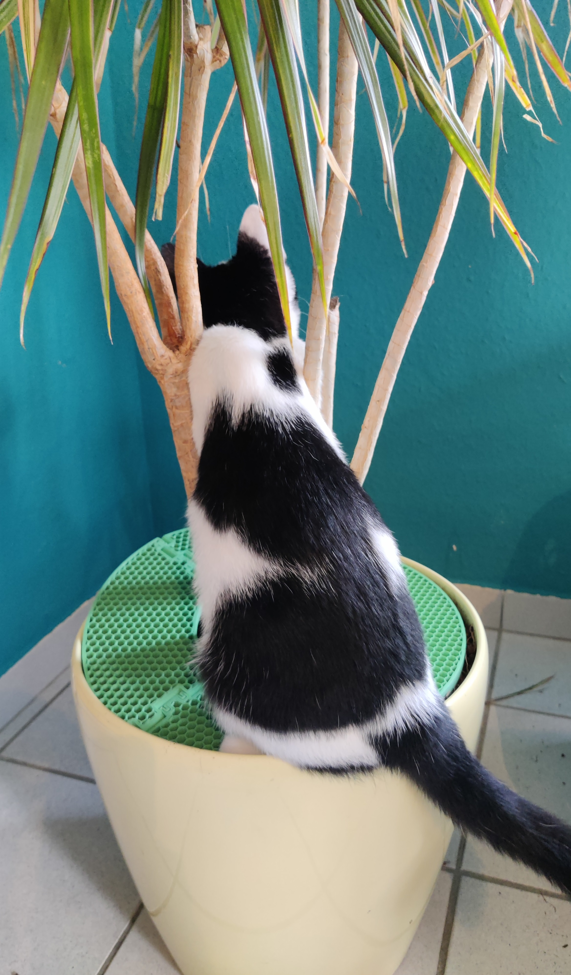 Anti Cat-Digging Device