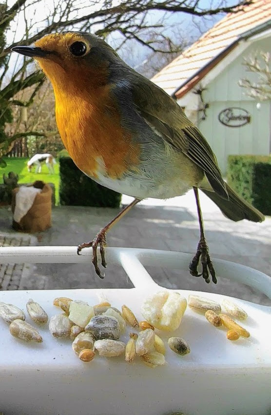 Bird Buddy Perch by chrisk Download free STL model