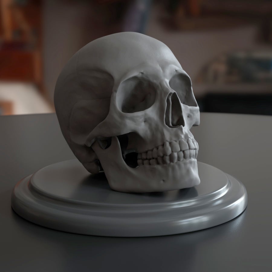 HUMAN SKULL