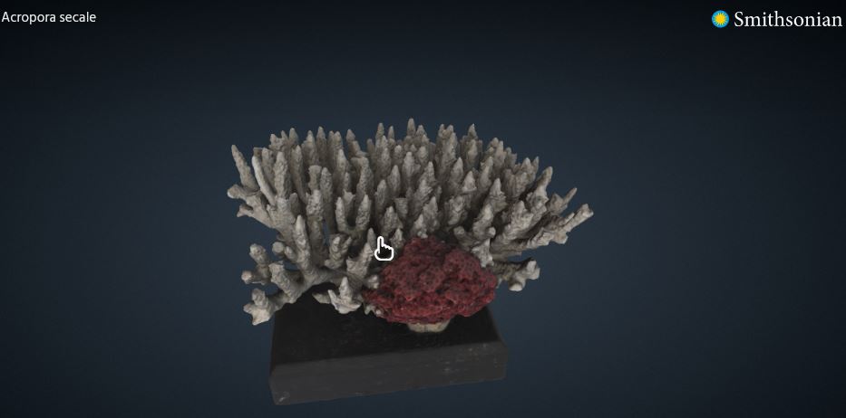 Acropora secale (Coral)
