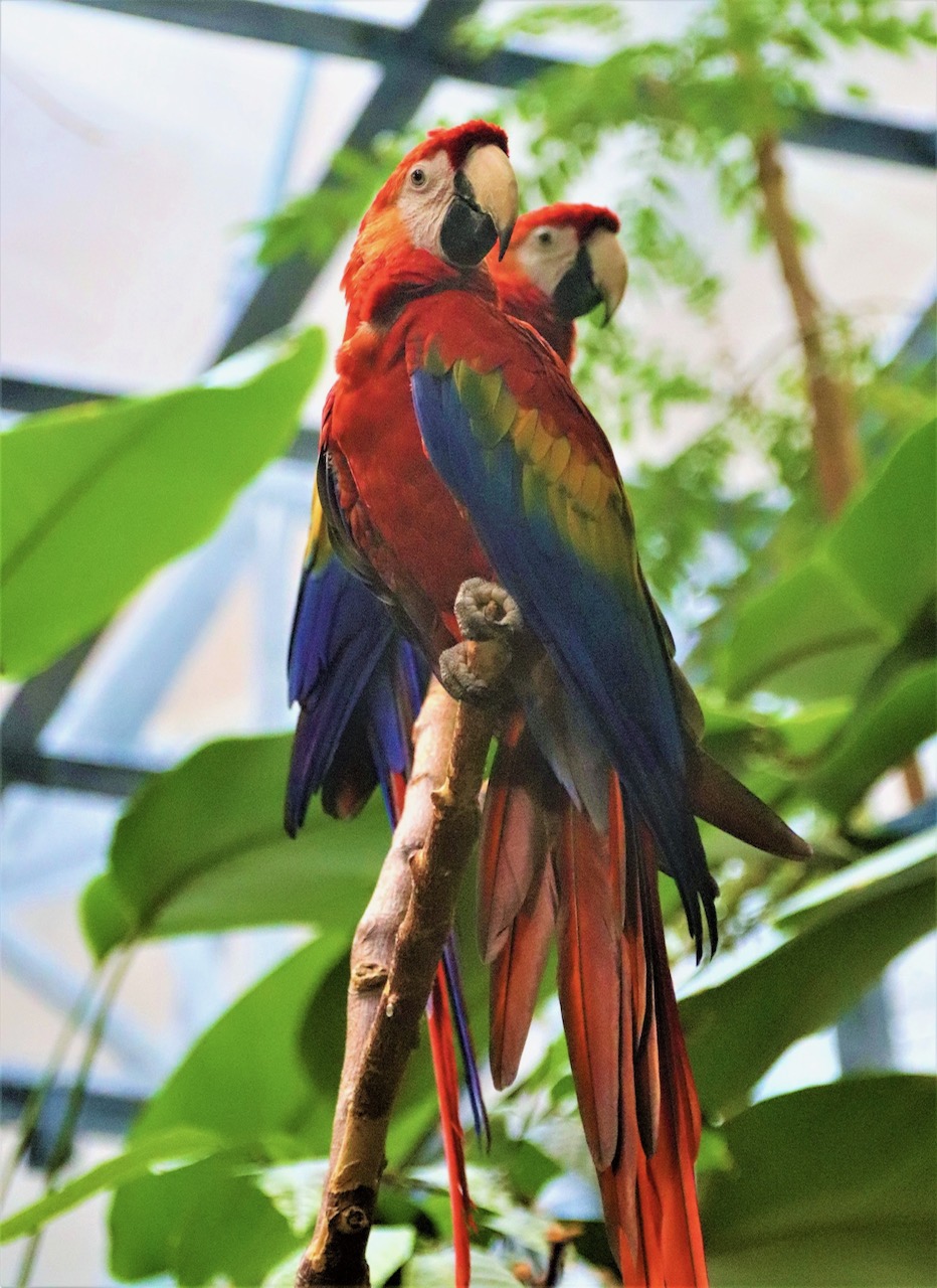 2 parrots — thumbnail 2