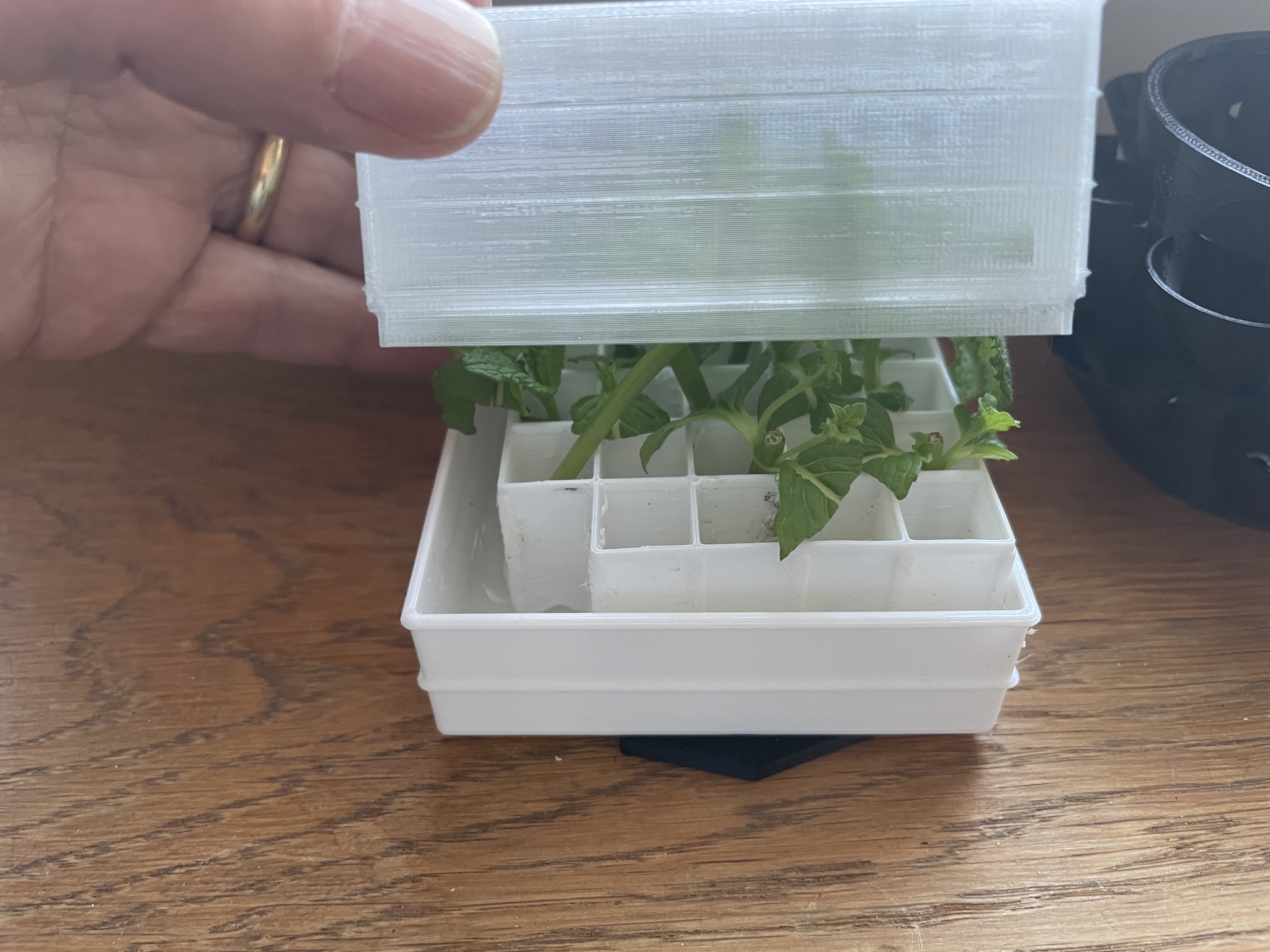 Peppermint Rooting Box — miniatura 3