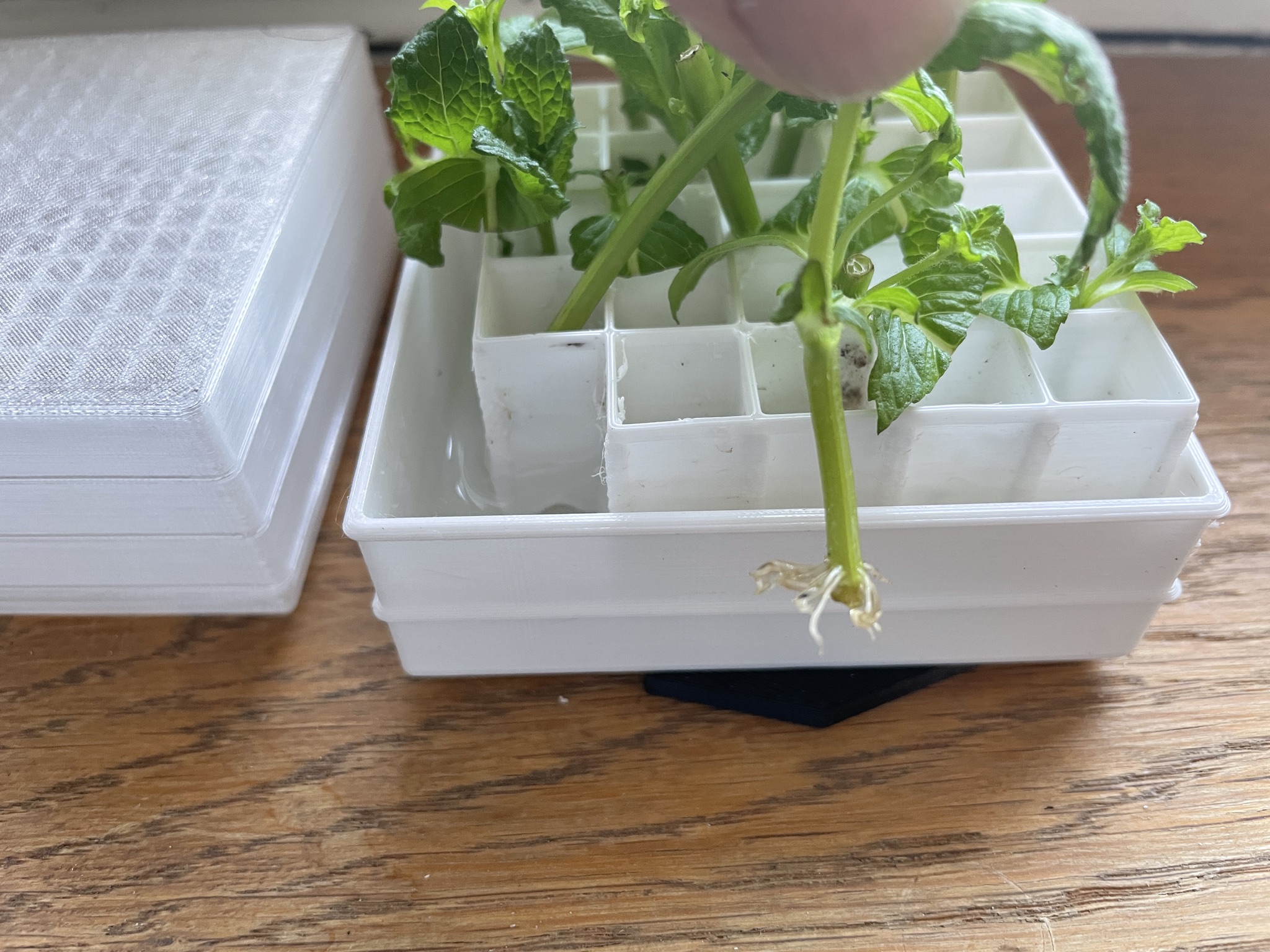 Peppermint Rooting Box