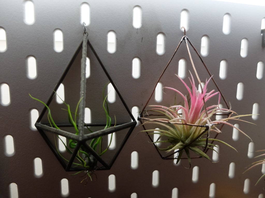 Wall Planter for Air Plants/Tillandsia