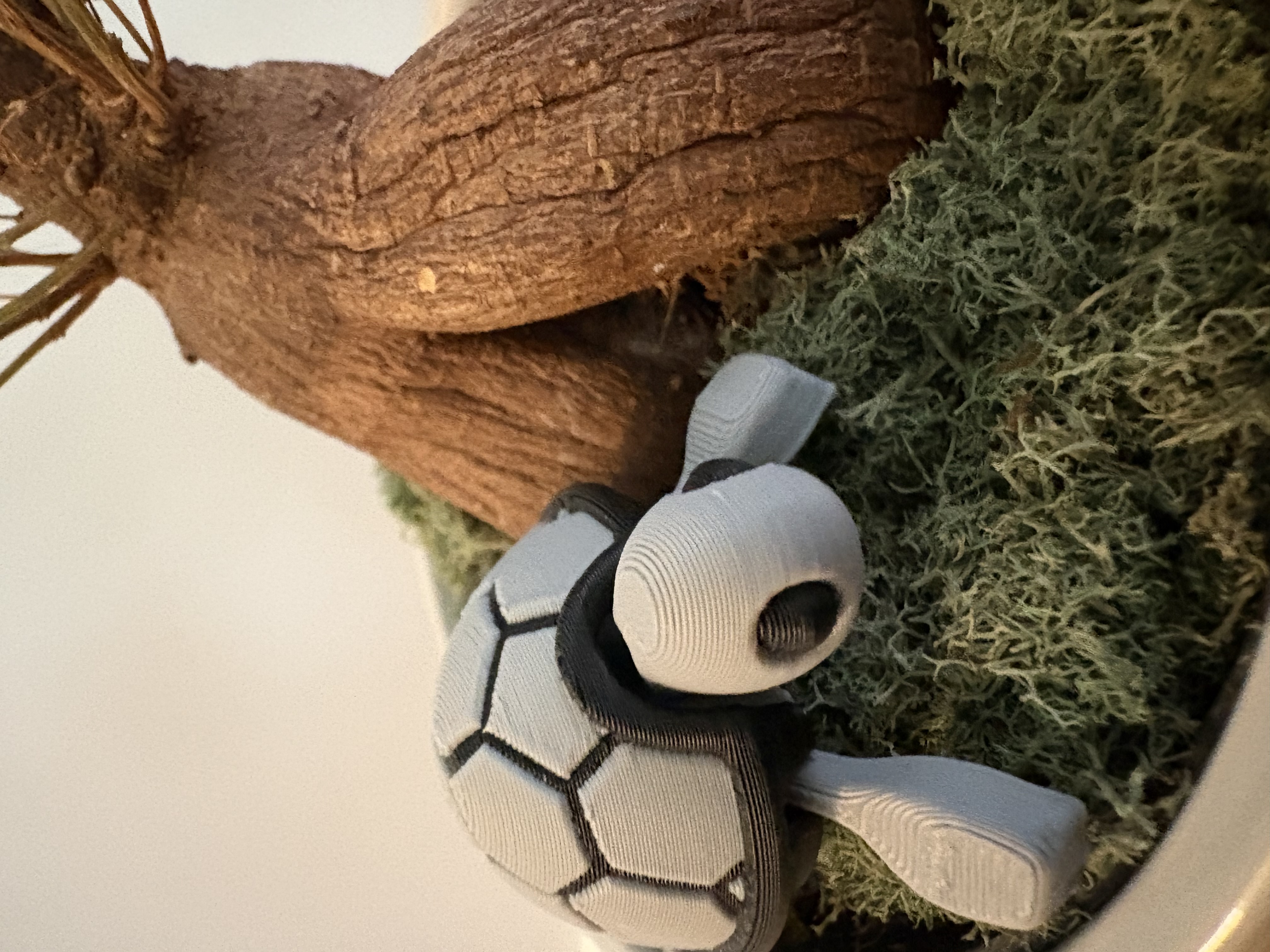 Cutie Baby Turtle Multicolor Remix