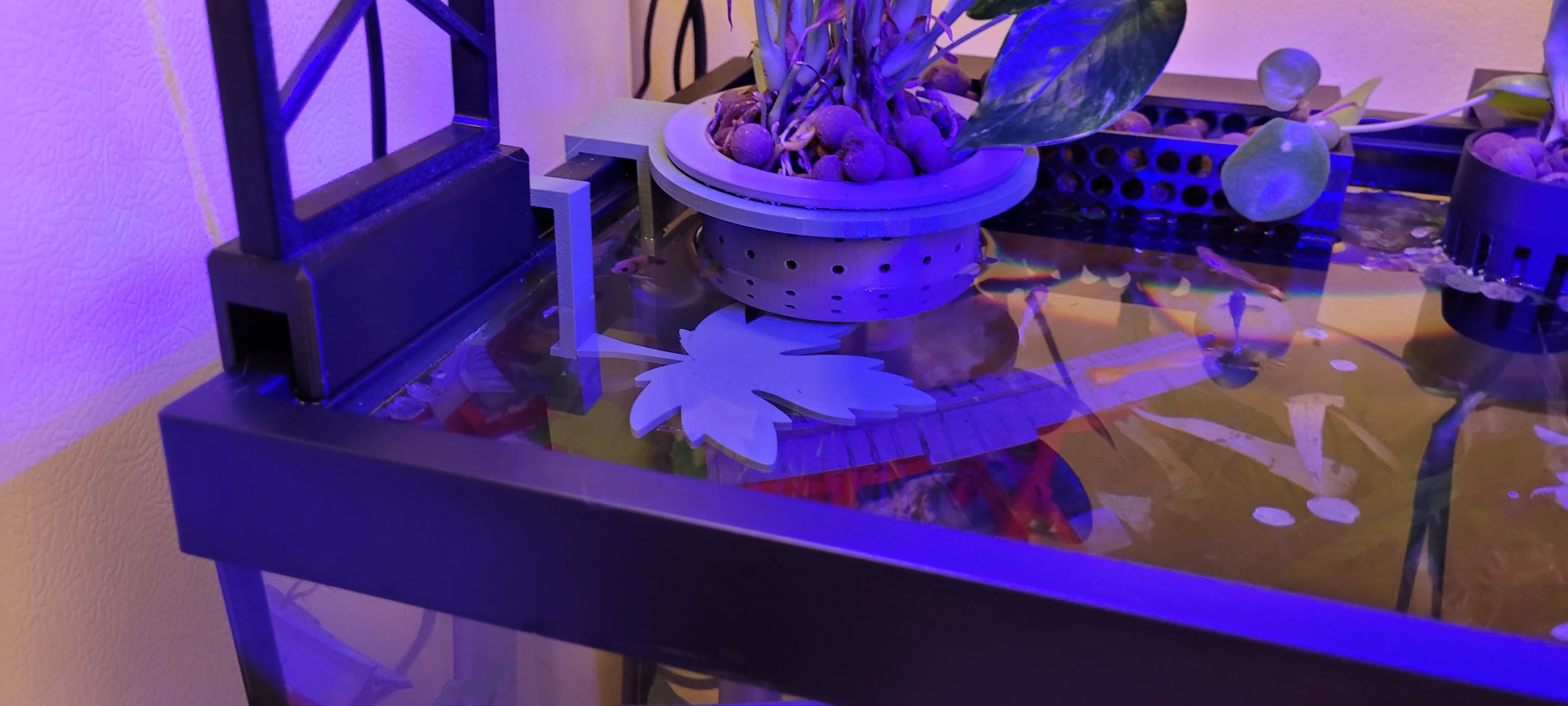Miniatura 2 do modelo 3D Maple Leaf Betta Hammock
