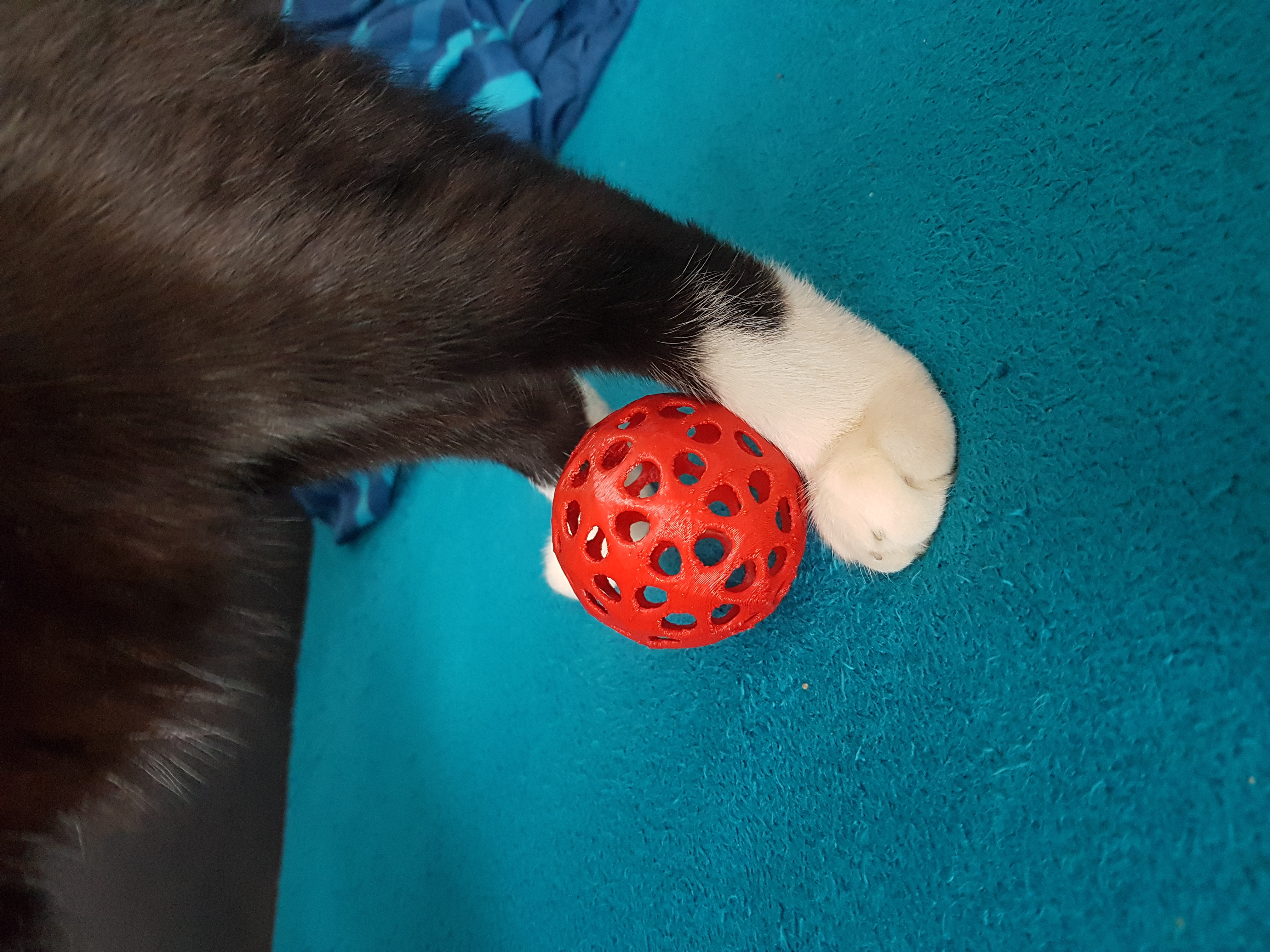 toy for cats