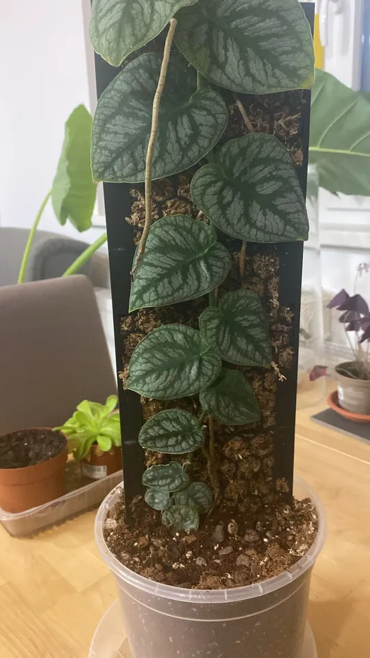 green imperial philodendron 50 main image 1