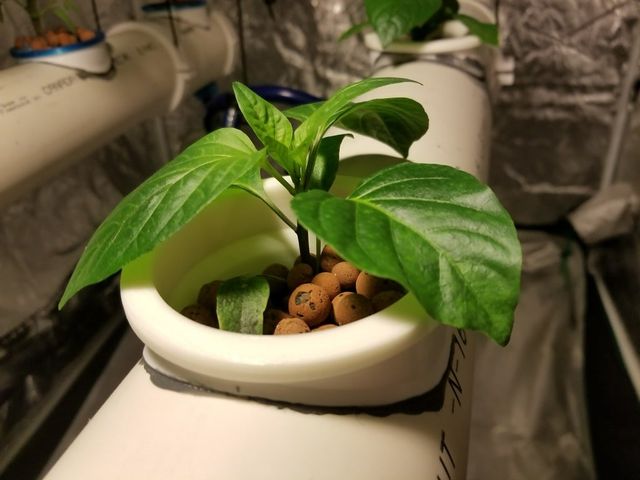 Hydroponics Net Cup / Pot System for 4inch PVC Pipe preview