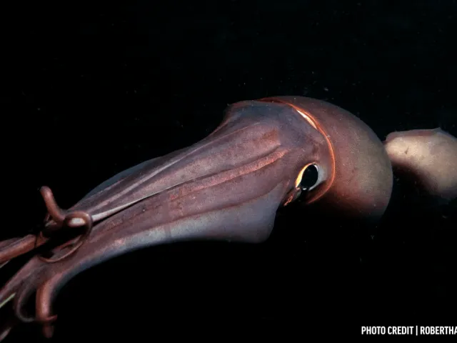 Humboldt squid