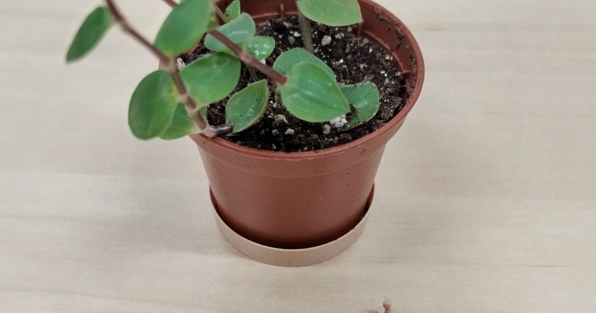 Tiny Zen Rake by E3De Download free STL model