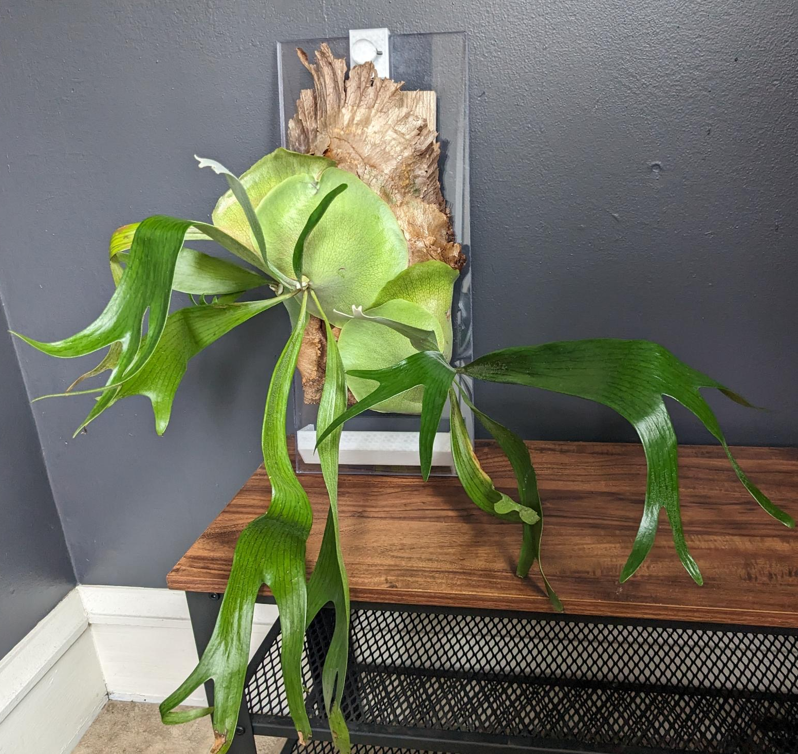 Staghorn Fern Plaque
