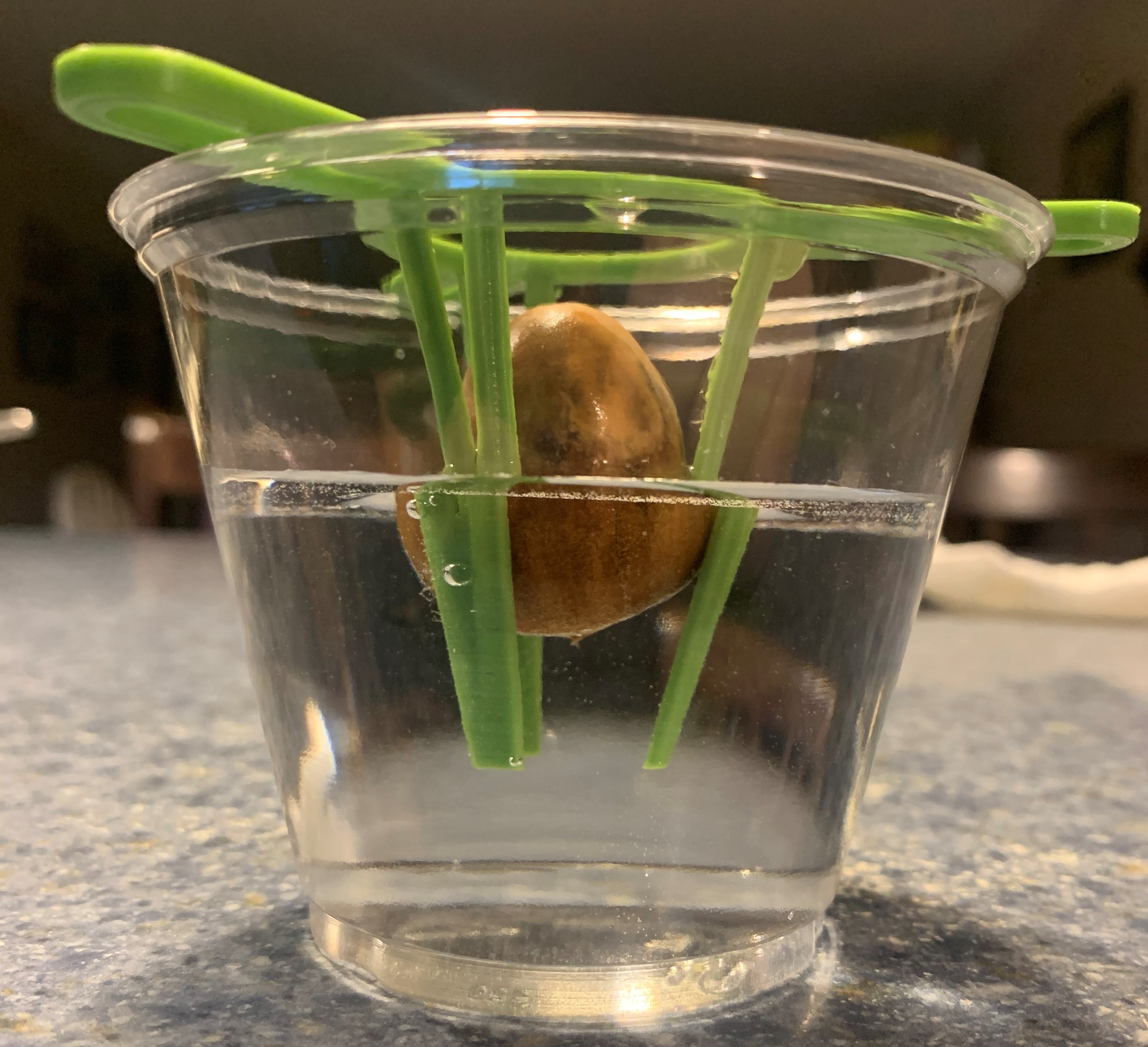 Avocado Pit Starter