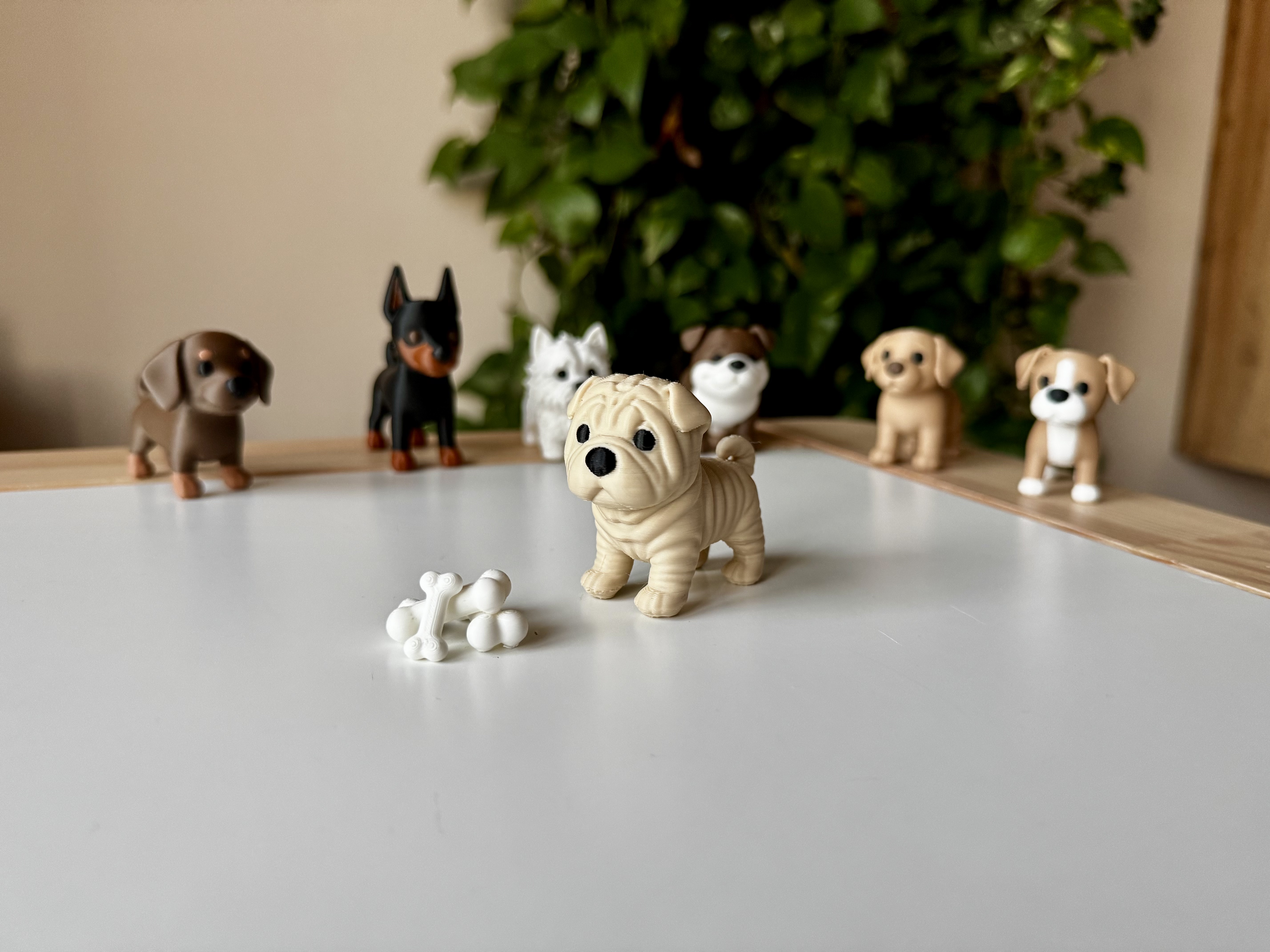 Sharpei