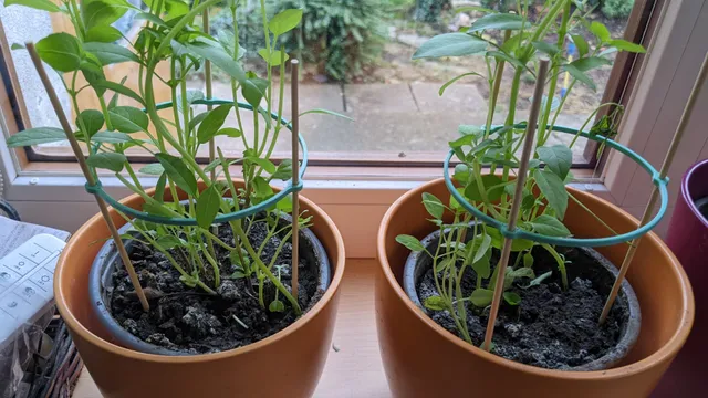Plant / herb support