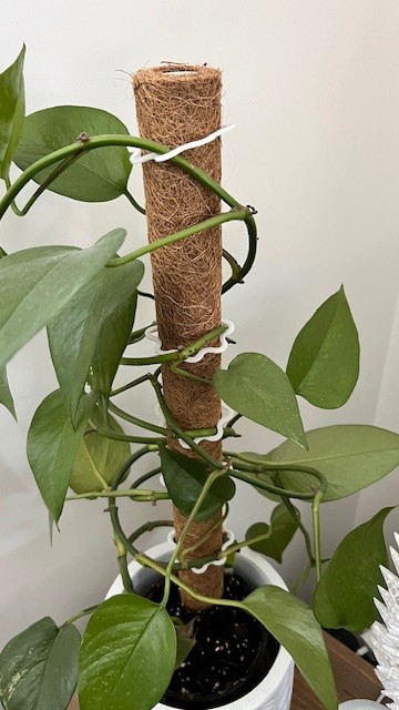 Climbing plant clip by glenngri | Download free STL model | Printables.com