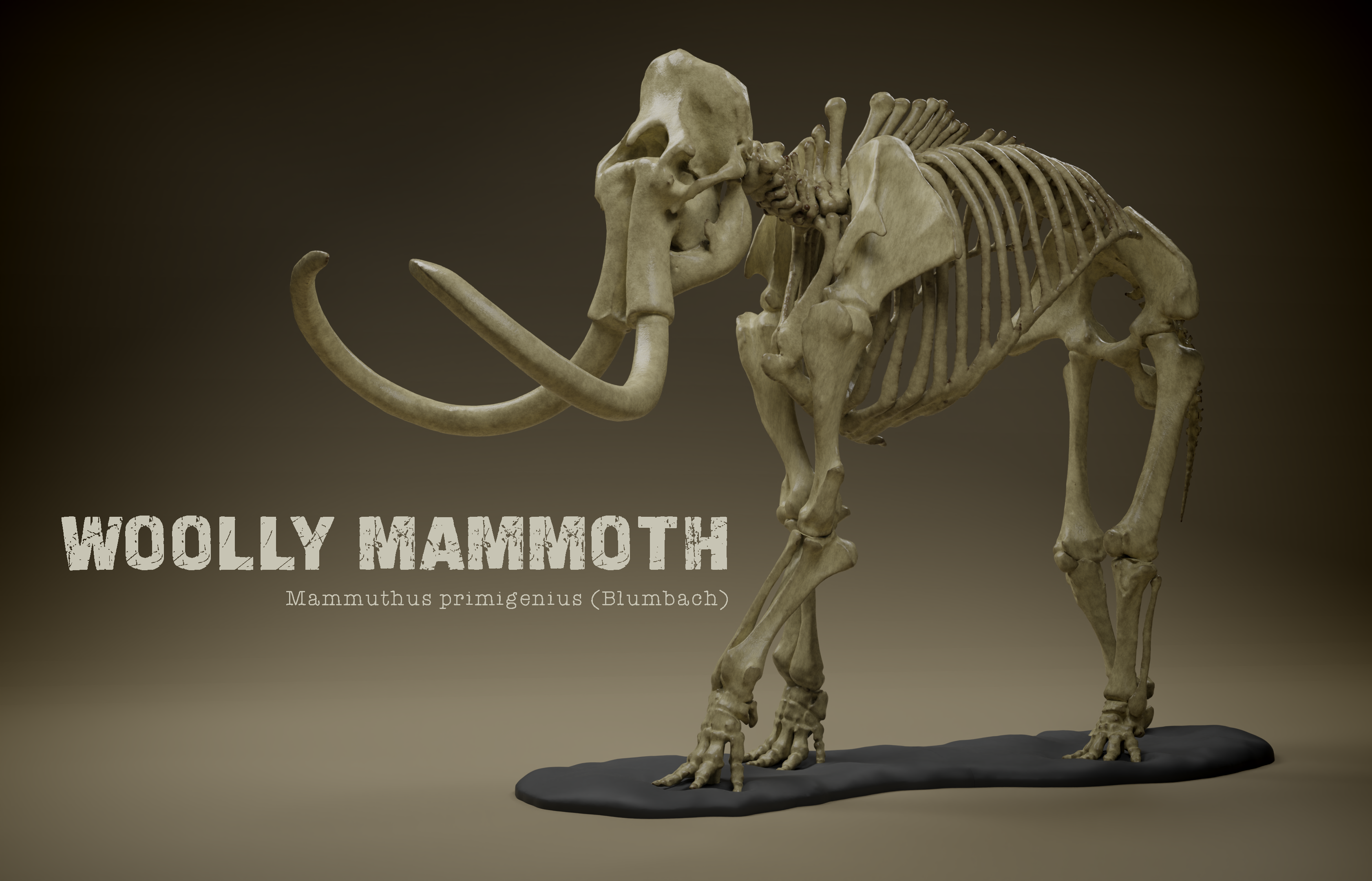 Woolly Mammoth Skeleton
