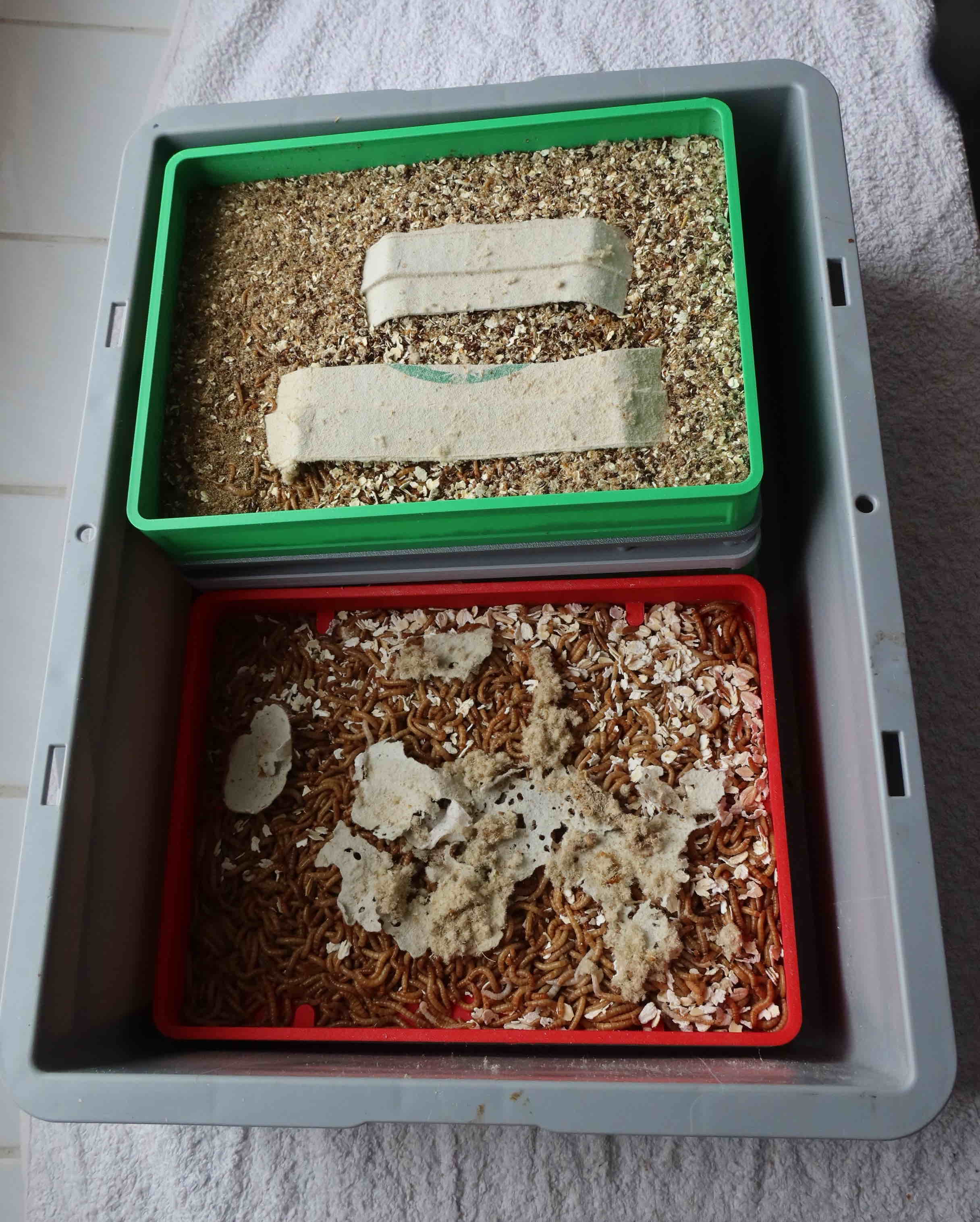 System zur Mehlwurmzucht - breeding mealworms