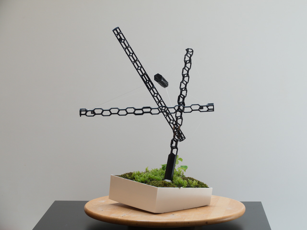 Tensegrity Structure for Gravity-Defying Moss Garden