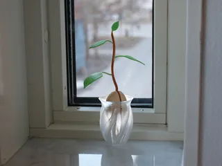 Avocado plant