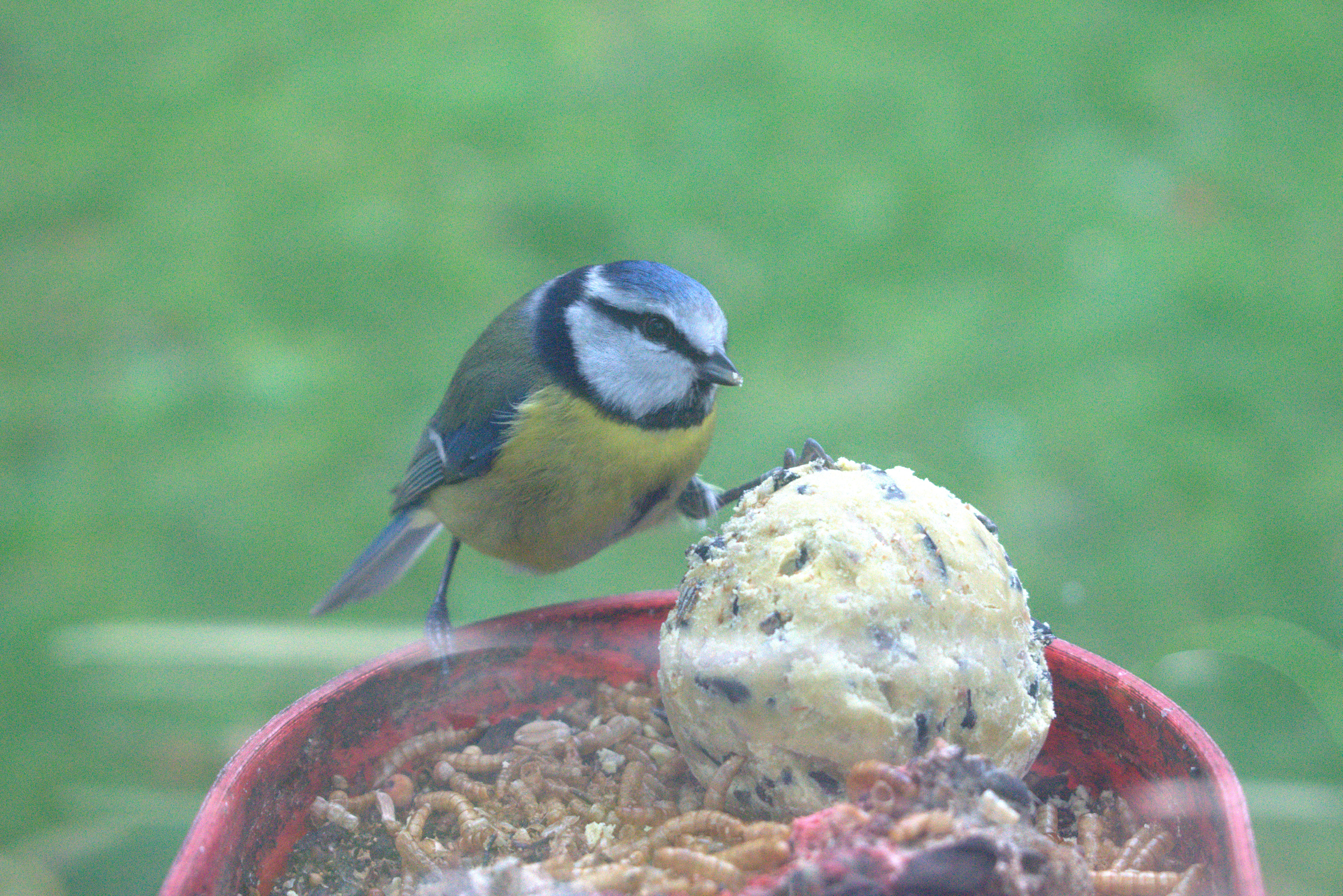 Large Window Hanging Bird Table — thumbnail 17