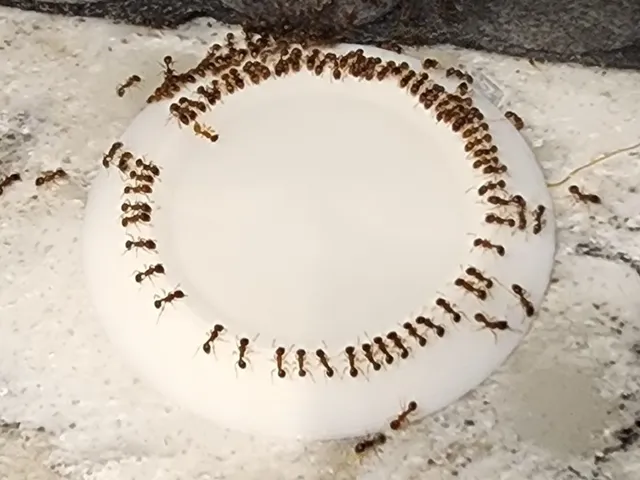 Sugar Ant Bait Dish