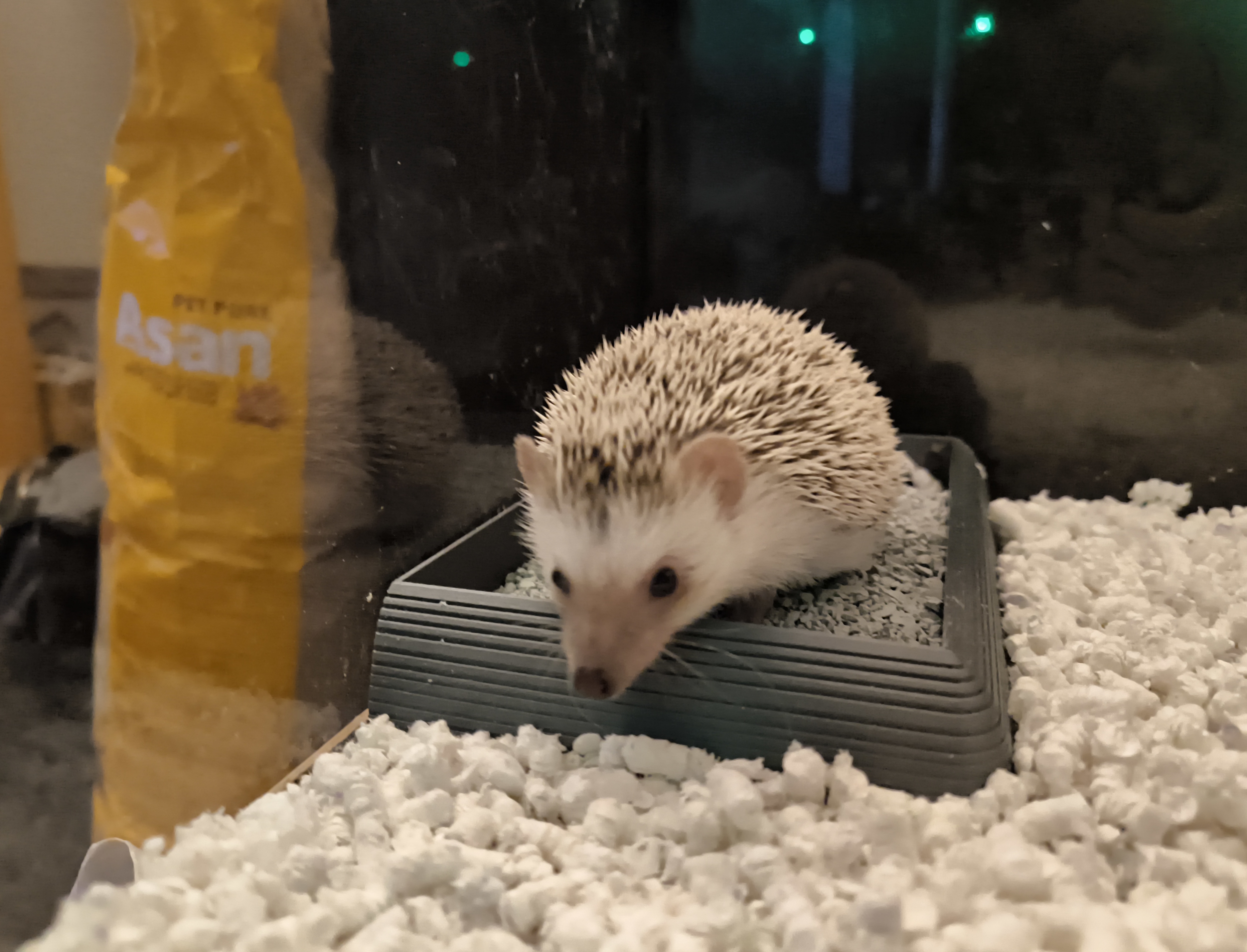 Hedgehog Corner Wellness Bath & Litter Box 3D model