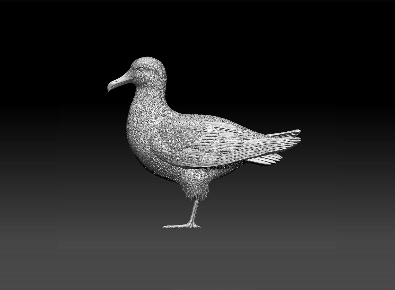 seagull — miniatura 3