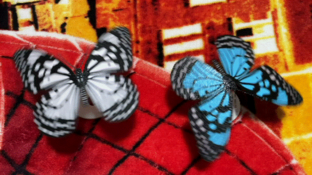 Spin! Butterfly (Balance Butterfly)