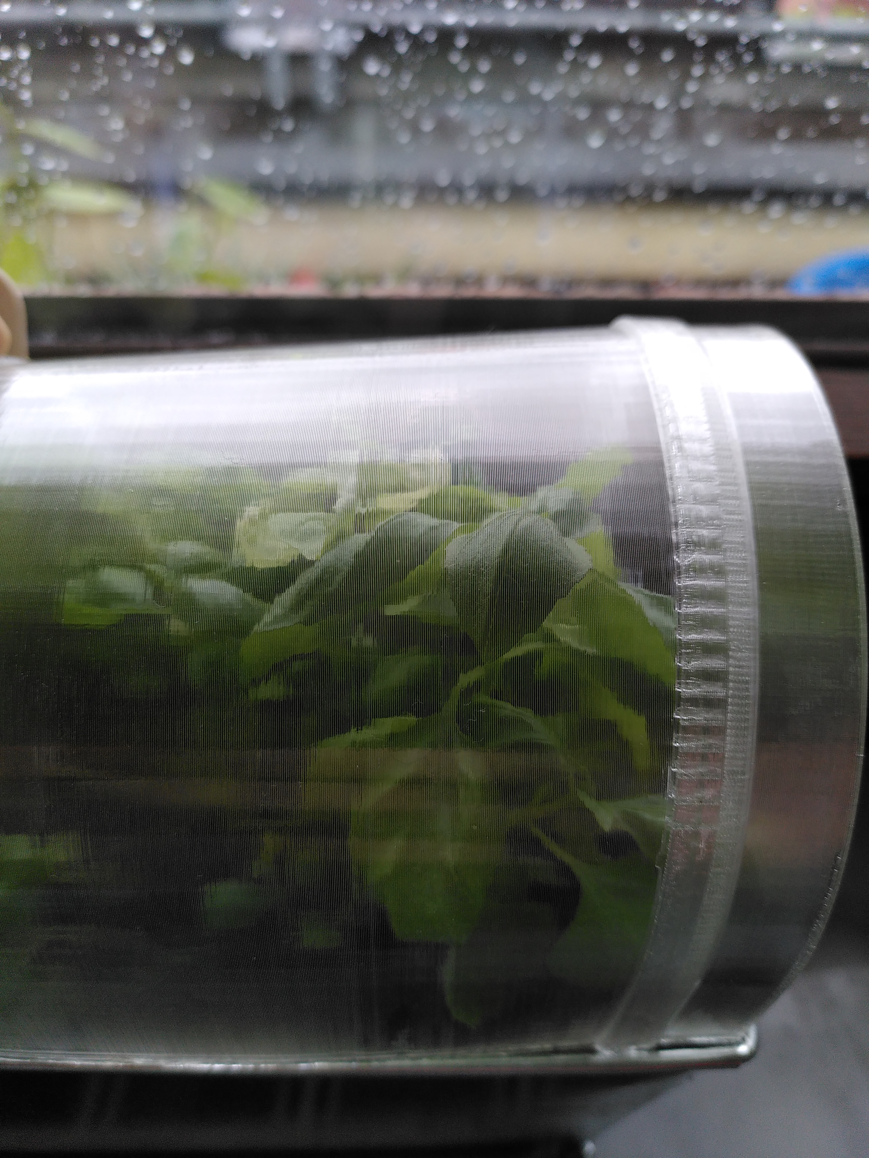 Modular PVB Greenhouse for Flower Boxes / Modulares PVB Gewächshaus für Blumenkästen