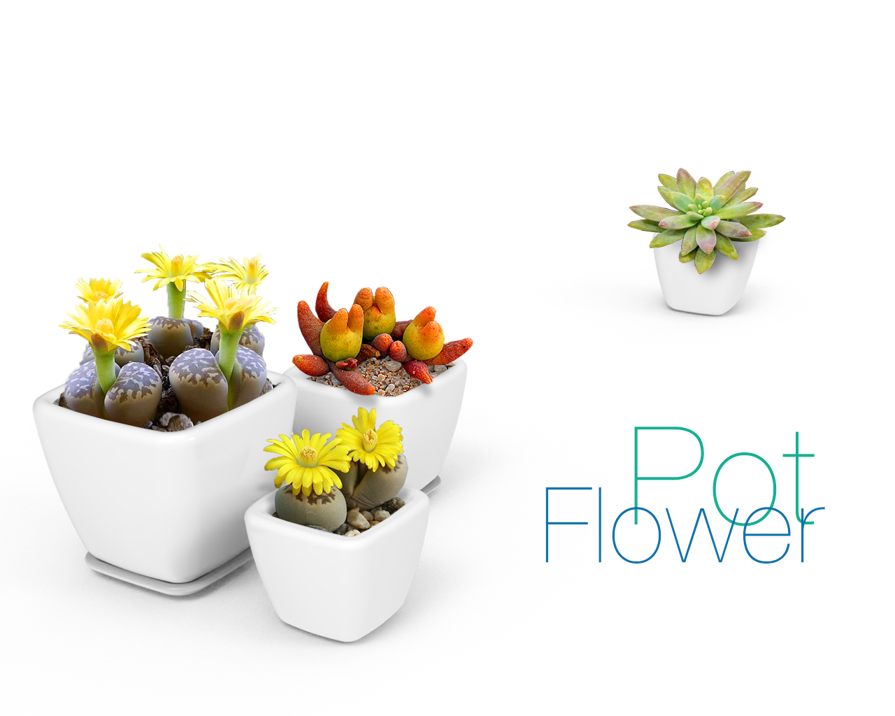 Flower Pot