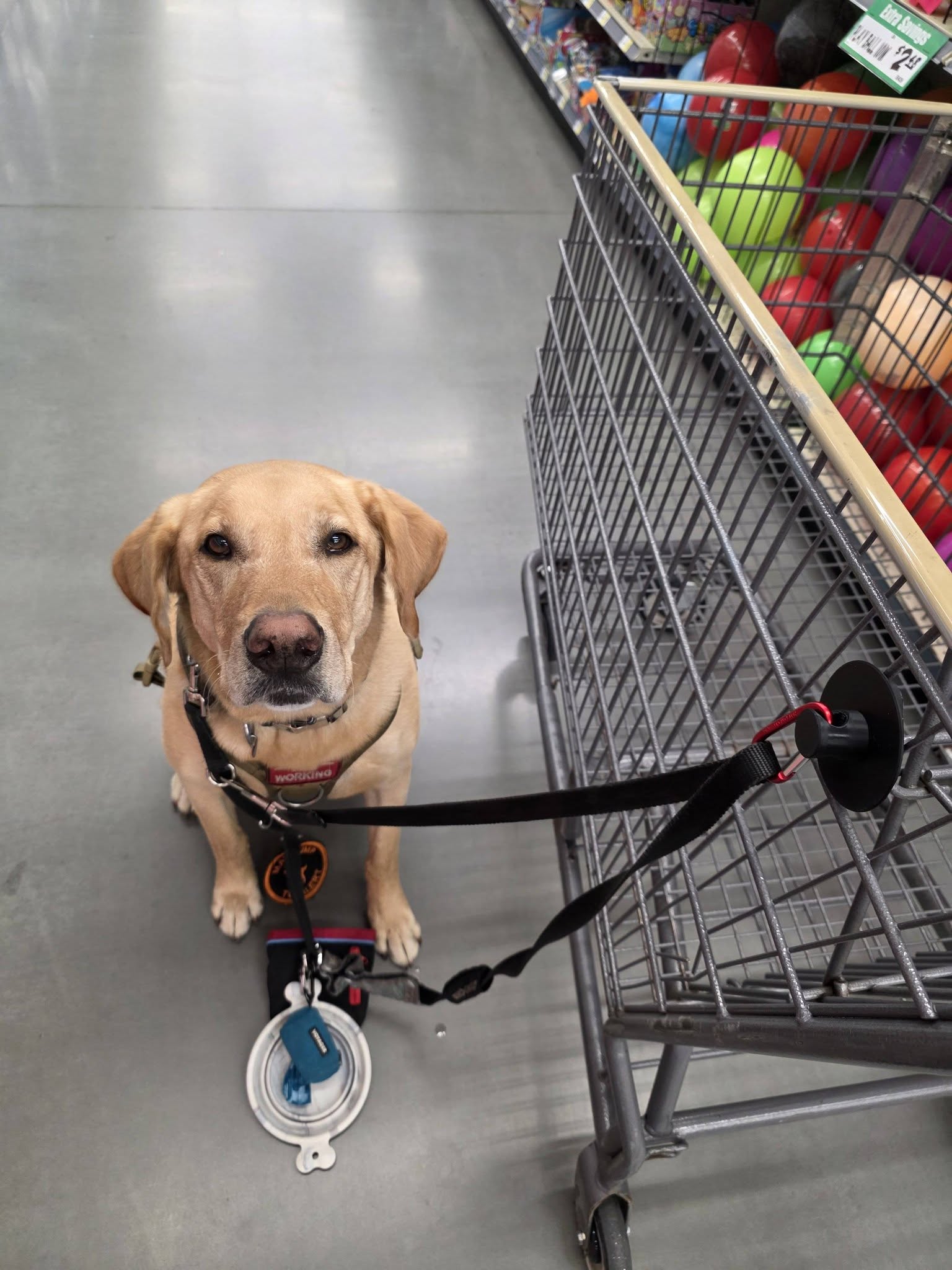 Service Dog Leash holder for shopping cart