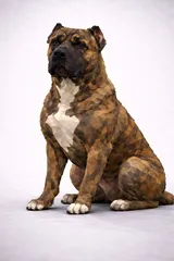 Perro de Presa Canario