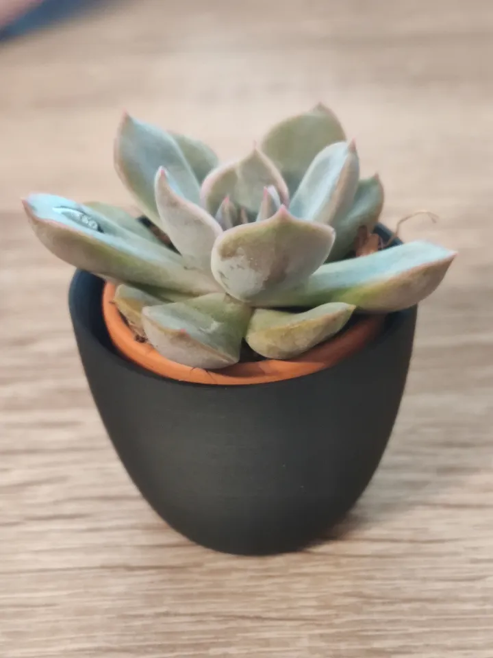 Plant pot for IKEA succulents by Lukas Hoffleit | Download free STL model |  Printables.com